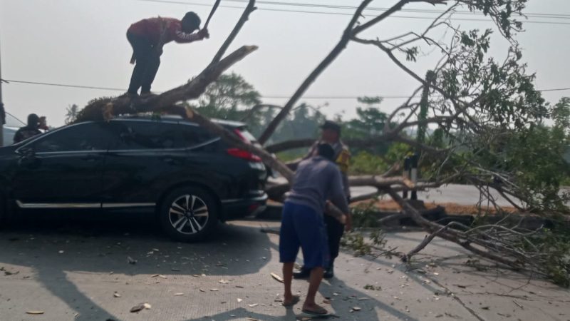 Mobil Mini Bus Tertimpa Pohon Tumbang di Jl Poros Barru, Bhabinkamtibmas Polsek Soppeng Rija-Warga Sigap Bantu Korban